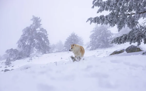 Sesion Perro Nieve — Photo