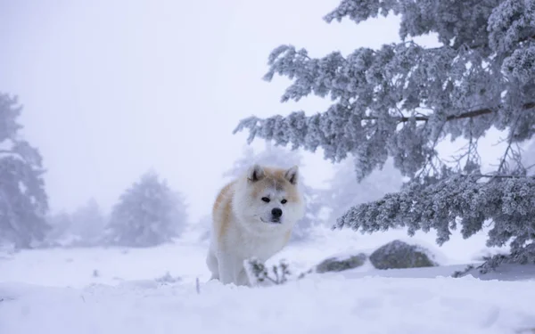 Sesion Perro Nieve — стокове фото