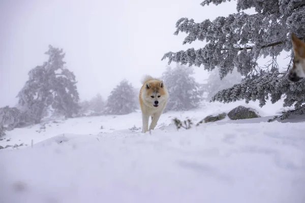 Sesion Perro Nieve — стокове фото