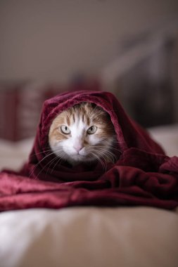 cat in the room with a red blanket