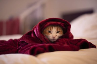 cat in the room with a red blanket