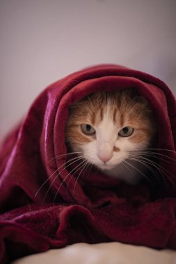cat in the room with a red blanket