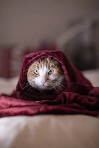 Cat Room Red Blanket — Stok fotoğraf