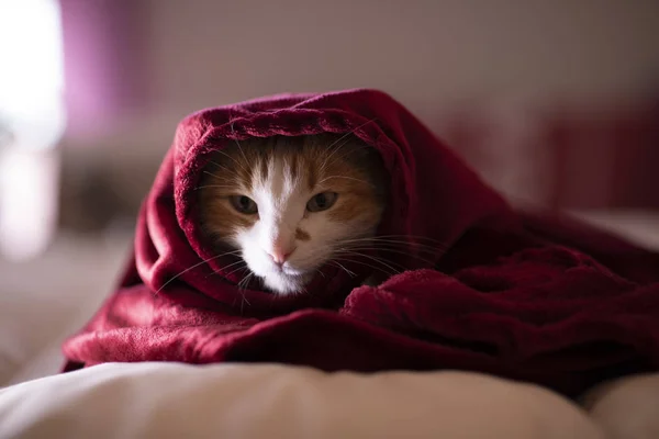 Кошка Комнате Красным Одеялом — стоковое фото