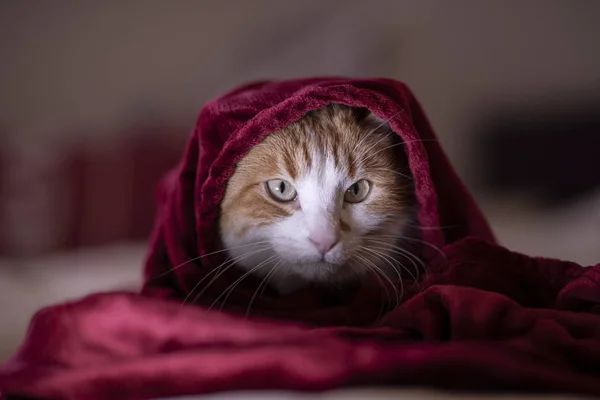 Gato Habitación Con Una Manta Roja — Foto de Stock