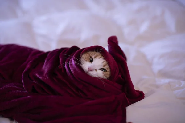 Gato Quarto Com Cobertor Vermelho — Fotografia de Stock