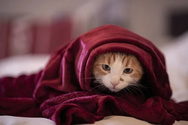 Gatto Nella Stanza Con Una Coperta Rossa — Foto Stock