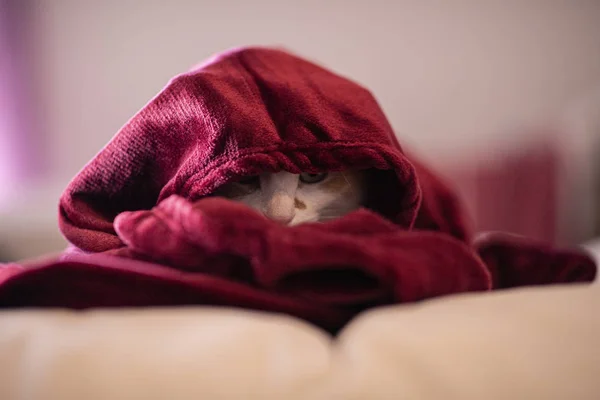 Кошка Комнате Красным Одеялом — стоковое фото