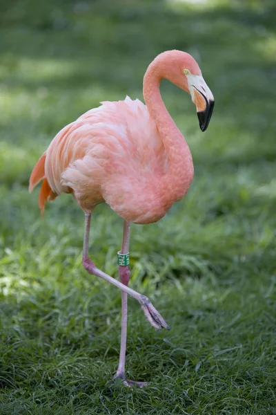 Flamingo Birds Pond — Stock Photo, Image