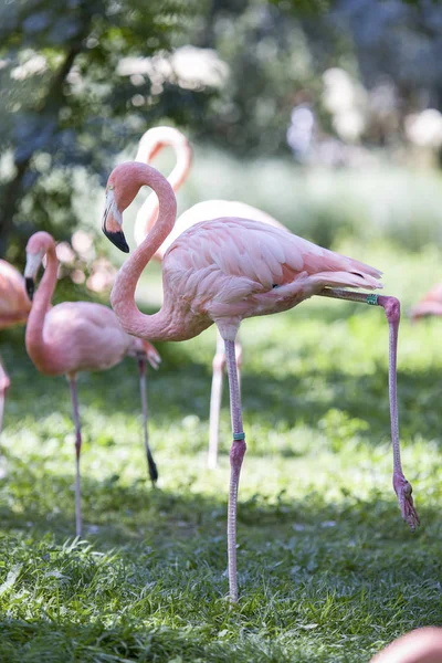 Flamingo Birds Pond — Stock Photo, Image