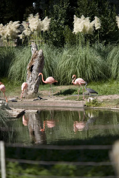 Flamingo Birds Pond — Stock Photo, Image