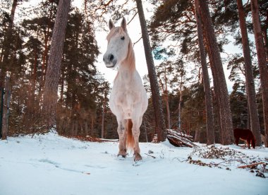 Çeviri: mjöllnir İyi seyirler dilerim.
