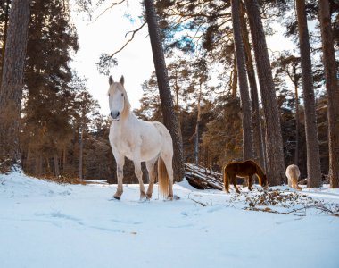Çeviri: mjöllnir İyi seyirler dilerim.