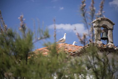 gaviotas cerca del mar