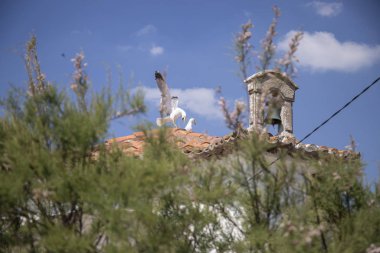 gaviotas cerca del mar