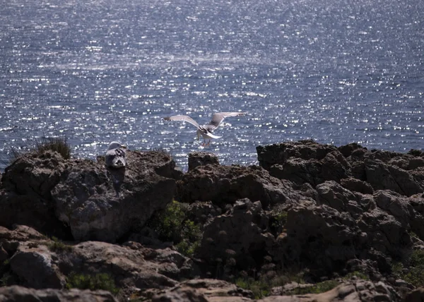 Gaviotas Cerca Del Mar — Zdjęcie stockowe