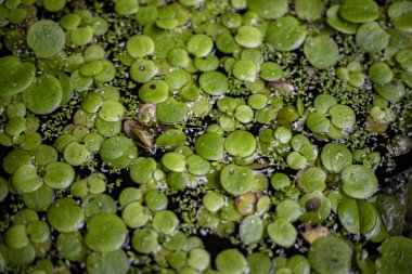 photos of plants in a botanical garden pond
