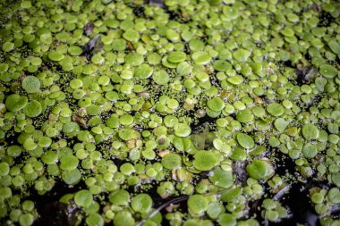 photos of plants in a botanical garden pond