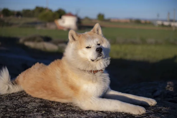 ミラダ ウン秋田犬 — ストック写真