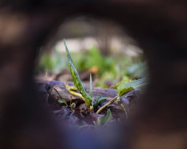 Yere serilmiş odunları kes.