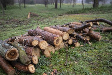 troncos de madera cortados en el campo
