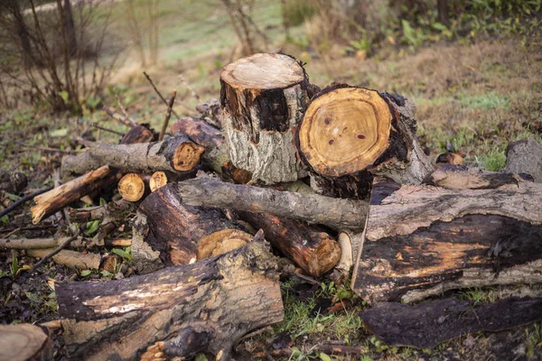 Cortar Troncos Madera Campo — Foto de Stock