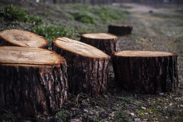 Wooden Logs Cut Field — Stock Photo, Image