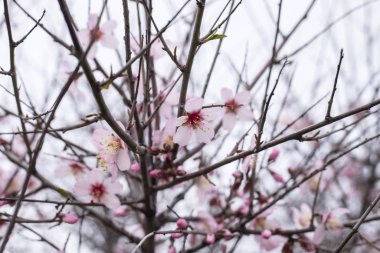 Badem ağaçlarının ilk çiçek açan çiçekleri