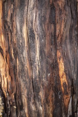 Ağaç kabuğu fotoğrafları.