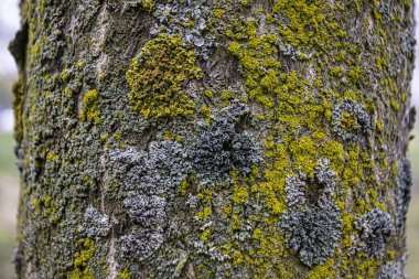 Şubat ayında ağaç kabuğu