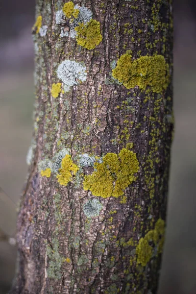 树皮上覆盖着苔藓 — 图库照片