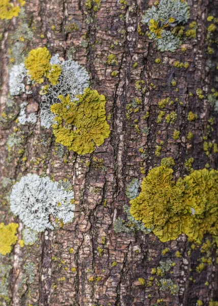 Кора Дерева Феврале Месяце — стоковое фото