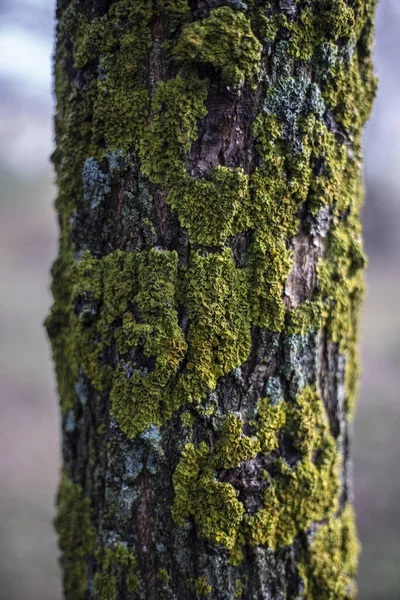 Kůra Stromu Únoru — Stock fotografie