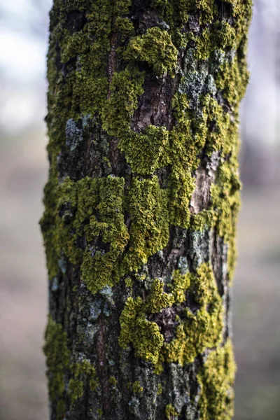 二月的树皮 — 图库照片