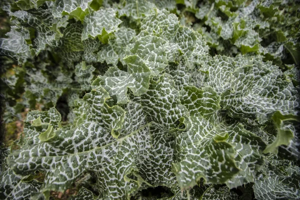 用晨露制成的植物照片 — 图库照片