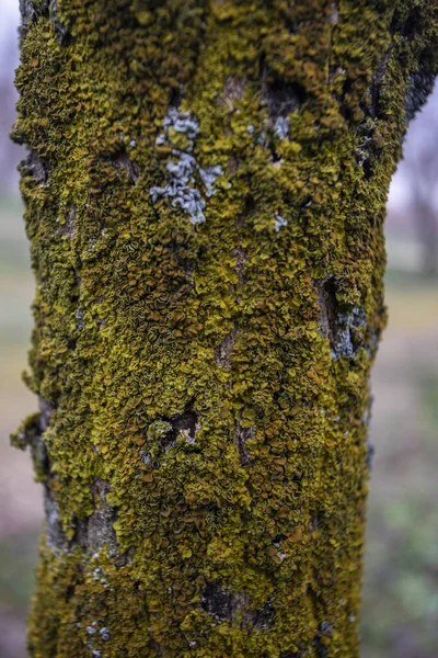 Textura Stromů Mechem — Stock fotografie