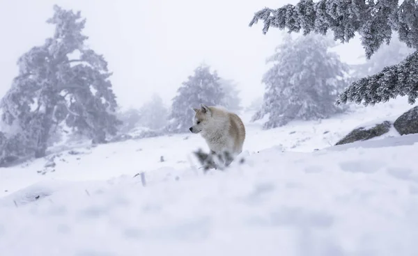 Chiens Qui Sont Amis Dans Neige — Photo