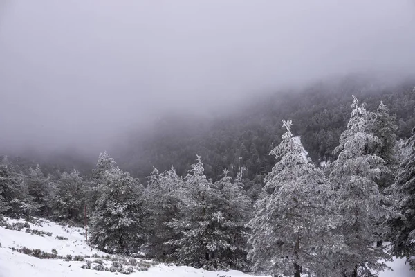 Fotografías Montañas Árboles Nevados Con Niebla — Foto de Stock