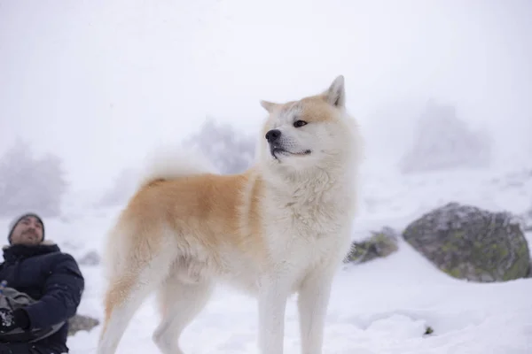 dogs that are friends in the snow