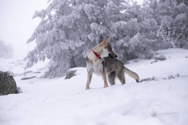 dogs that are friends in the snow