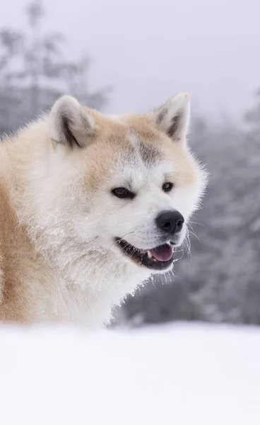 雪の中の友人である犬は — ストック写真