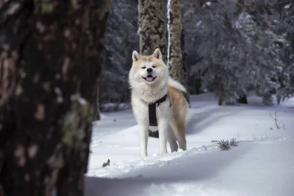 Собаки Які Друзі Снігу — стокове фото