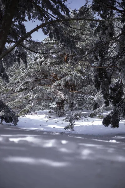 Photographies Montagnes Arbres Enneigés Avec Brouillard — Photo