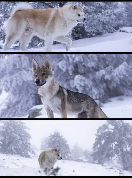 Cães Que São Amigos Neve — Fotografia de Stock