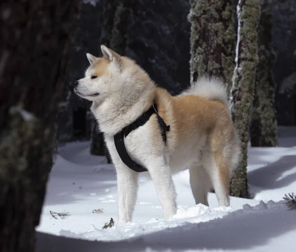 Perros Que Son Amigos Nieve — Foto de Stock