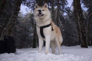 Karlı dağda Akita Inu