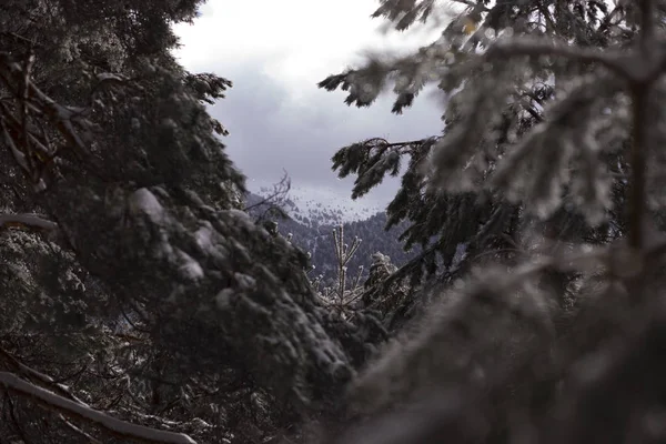 Photographies Montagnes Arbres Enneigés Avec Brouillard — Photo