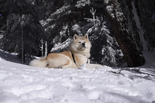 Собаки Які Друзі Снігу — стокове фото