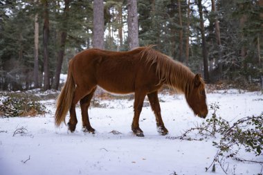 Atlar karla kaplı bir yamaçta otluyor.