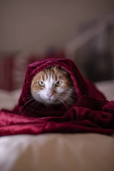 Gato Tapado Con Una Manta Roja — Stockfoto